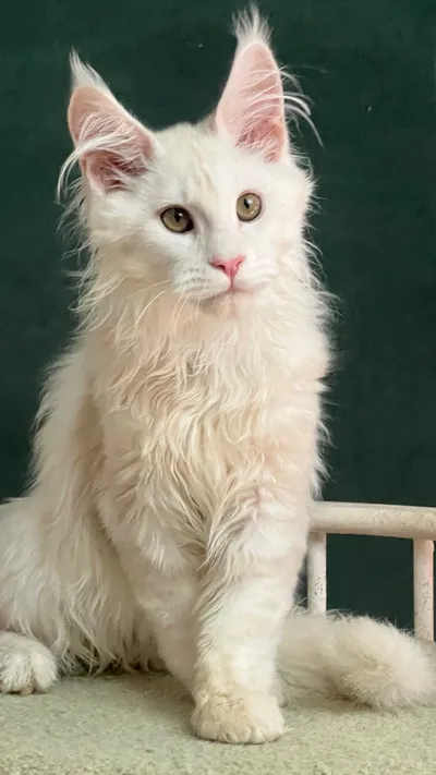 Maine Coon kitten