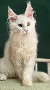 El DORADO