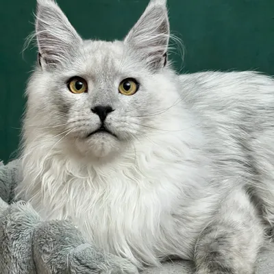 Котенок мейн-кун