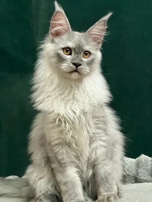 Котенок мейн-кун