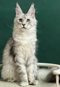 Maine Coon kitten