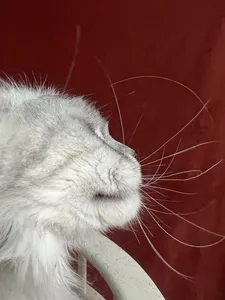 Котенок мейн-кун