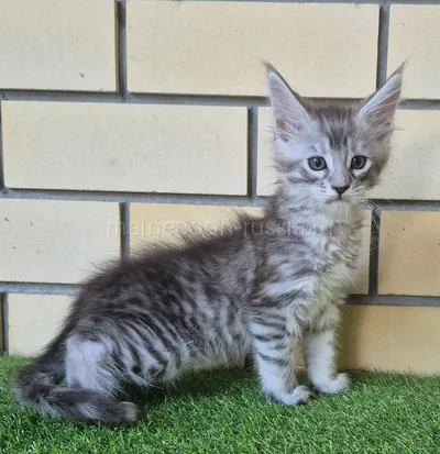 Boy — Maine Coon kitten, Black Silver Mac Tabby MCO ns 23