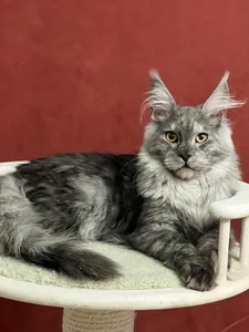 Maine Coon kitten