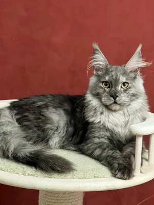 Maine Coon kitten