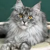 Bella - photo 3