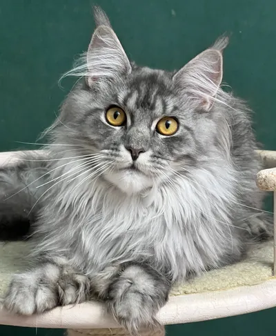 Maine Coon kitten