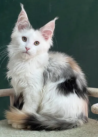 Котенок мейн-кун