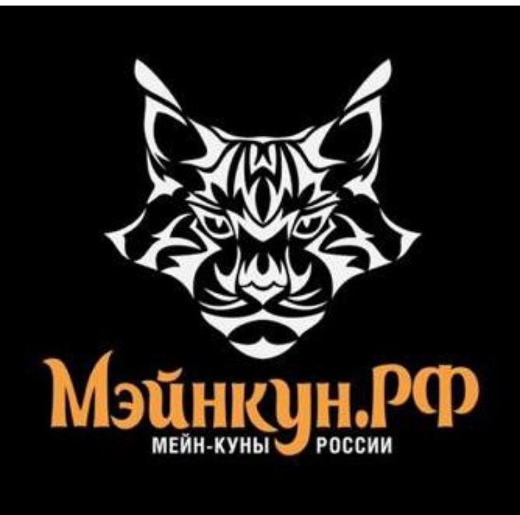 MaineCoon Russia
