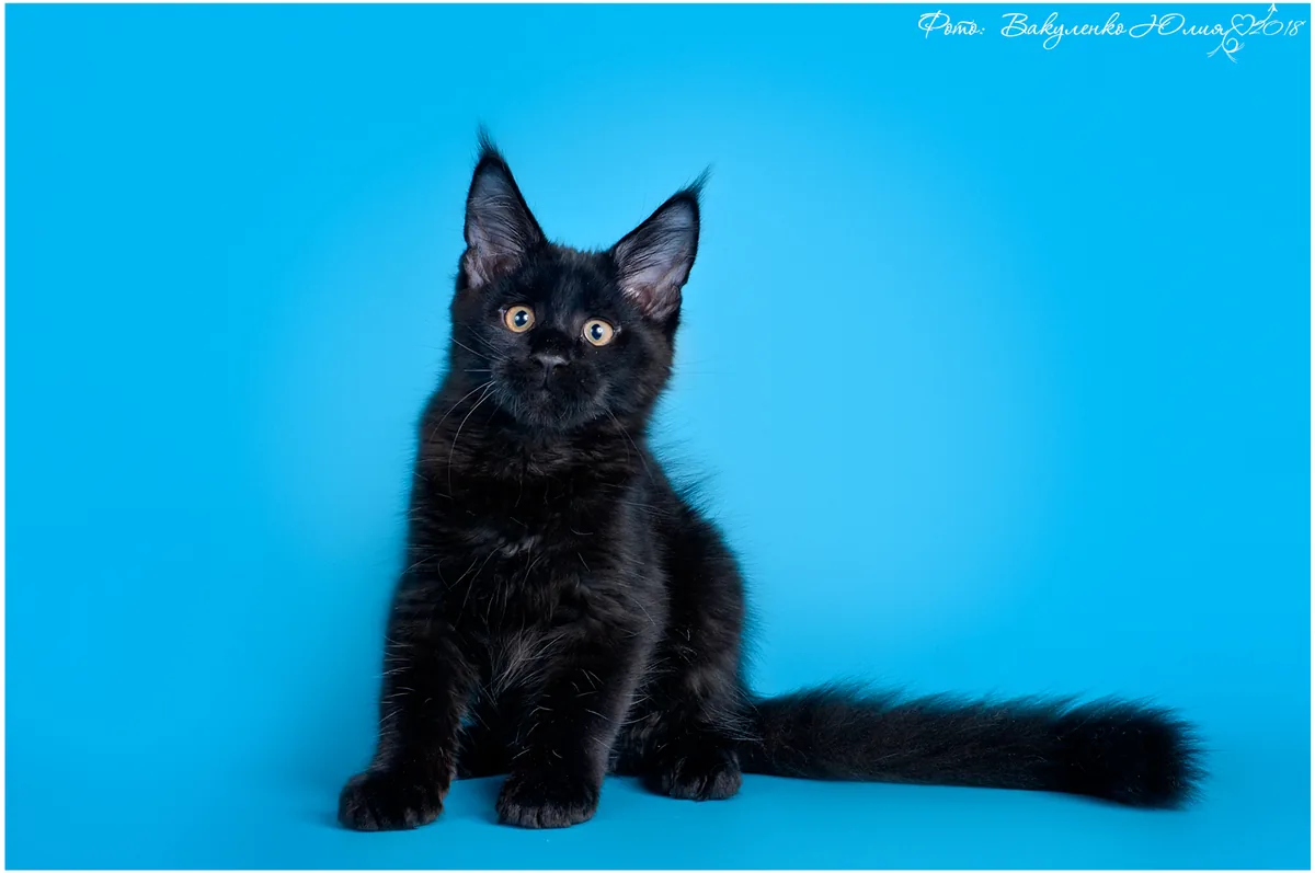 A black Maine Coon kitten