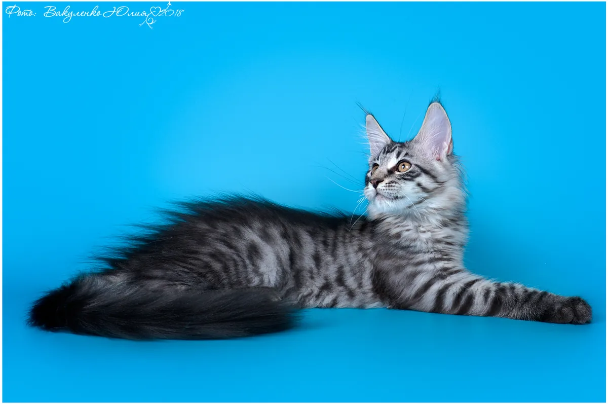 How much does a Maine Coon kitten cost